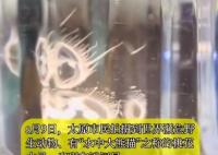 “水中大熊貓”桃花水母現(xiàn)身太原 為什么這么罕見？