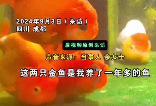 金魚死亡后女子放冰箱冷凍紀念 實在太無奈了