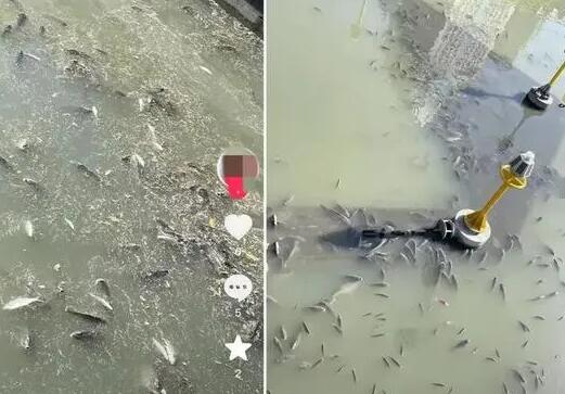 上海現(xiàn)無(wú)序放生 最多1天撈1噸死魚(yú) 為什么死這么多？