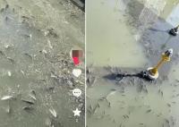 上?，F無序放生 最多1天撈1噸死魚 為什么死這么多？