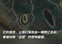 考古發現4億年前人類四肢線索 實在太罕見了