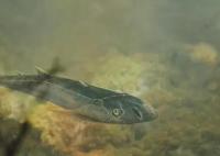 已滅絕4.36億年的魚(yú)化石被發(fā)現(xiàn) 實(shí)在太罕見(jiàn)了