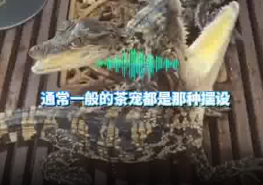 男子養2條活體mini鱷魚當茶寵 實在太嚇人了