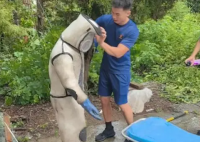 男子掏馬蜂窩 被蟄昏迷在30米高樹上 實在太危險了
