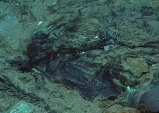 移民船上30具遺體腐爛難以辨認 實在太恐怖了