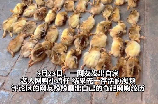 爺爺網購50只雞仔無一存活 為什么都死了什么原因？