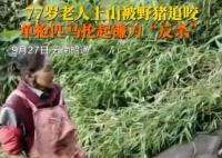 77歲老太被野豬咬傷后將其反殺 實在太驚險了