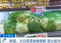 韓國(guó)人用卷心菜娃娃菜代替大白菜 為什么斷貨什么原因？