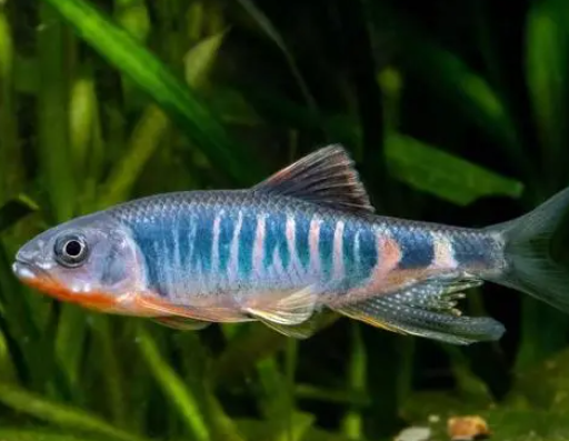 華東地區發現魚類新物種虹彩馬口魚 實在太罕見了