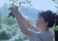 李子柒這數據太卷了 為什么這么火什么原因？