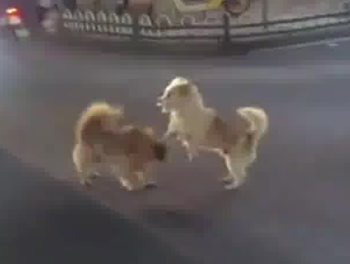 小狗掐架導致堵車 因為太萌沒人勸架 這也太罕見了