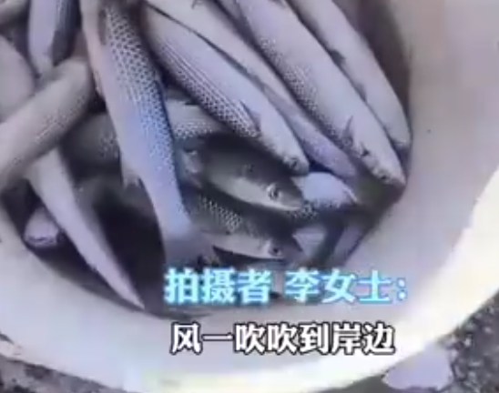 濰坊海面凍住大量梭魚(yú)根本撿不完 這也太幸福了