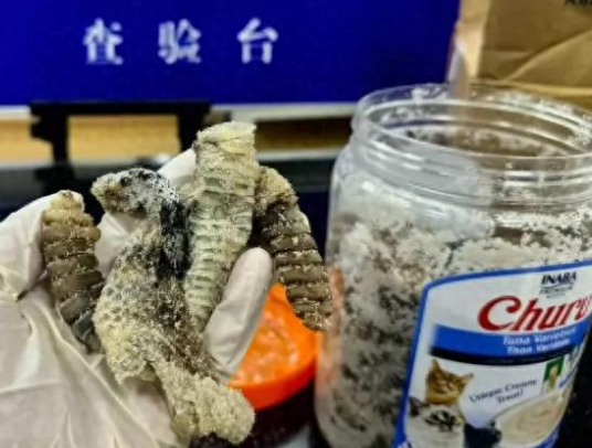 海關查獲1.2公斤生腌響尾蛇 到底是什么樣的？
