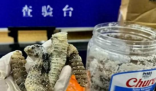 海關(guān)查獲1.2公斤生腌響尾蛇 到底是什么樣的？