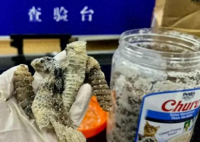 海關(guān)查獲1.2公斤生腌響尾蛇 到底是什么樣的？