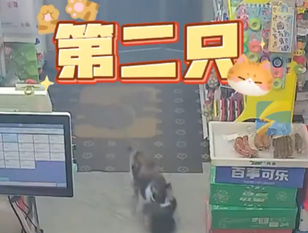 流浪貓生產后把小貓崽叼給店主 實在太感人了