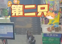 流浪貓生產后把小貓崽叼給店主 實在太感人了