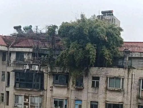 長沙一小區樓頂被種出茂密“叢林” 這也太罕見了