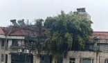 長沙一小區樓頂被種出茂密“叢林” 這也太罕見了