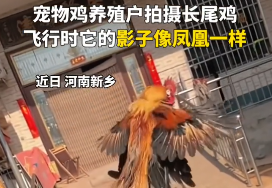 小伙養的長尾雞酷似鳳凰 到底是什么樣的？