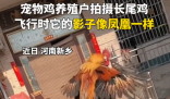 小伙養的長尾雞酷似鳳凰 到底是什么樣的？