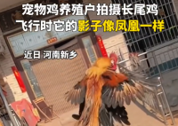小伙養的長尾雞酷似鳳凰 到底是什么樣的？