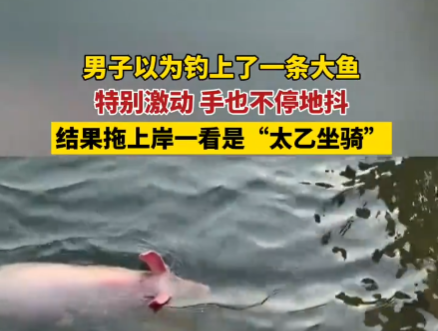 男子以為釣到一條大魚結果是豬 這也太罕見了