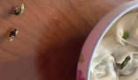 盒馬餛飩疑吃出蟑螂 當地市監局回應 究竟是不是真的？