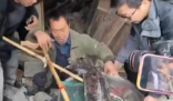 村民老屋拆遷挖出近40斤重娃娃魚(yú) 這也太罕見(jiàn)了