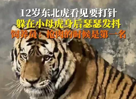飼養員回應東北虎打針嚇到抖 這也太搞笑了