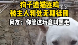 狗子在家追貓逐雞被主人綁起來 這也太無奈了