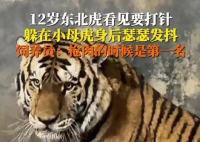 飼養員回應東北虎打針嚇到抖 這也太搞笑了