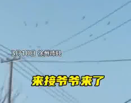 老人去世下葬當天飛來一群仙鶴 實在太罕見了