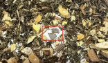 網購中藥泡腳包檢出大量病菌 實在太恐怖了