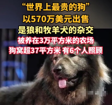 “世界上最貴的狗”賣(mài)出570萬(wàn)美元 為什么這么貴？