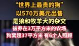 “世界上最貴的狗”賣出570萬美元 為什么這么貴？