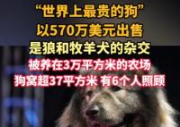 “世界上最貴的狗”賣出570萬美元 為什么這么貴？