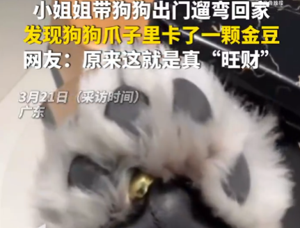 女子遛狗 狗爪夾回一塊3克重金豆 到底是不是真的？