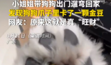 女子遛狗 狗爪夾回一塊3克重金豆 到底是不是真的？