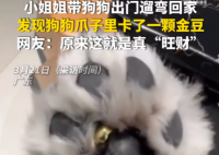 女子遛狗 狗爪夾回一塊3克重金豆 到底是不是真的？