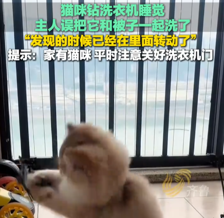 貓在洗衣機里洗了5分鐘才被發(fā)現(xiàn) 實在太恐怖了