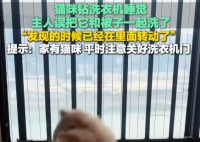 貓在洗衣機里洗了5分鐘才被發現 實在太恐怖了