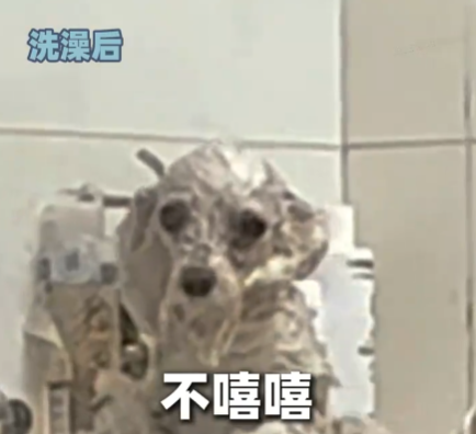 小狗洗澡后秒變被嗦過的芒果核 究竟是什么樣的？
