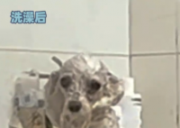 小狗洗澡后秒變被嗦過的芒果核 究竟是什么樣的？