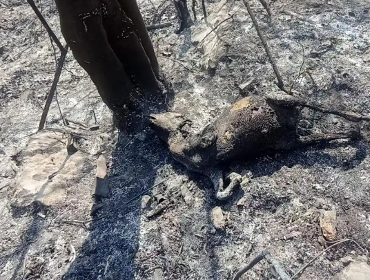 老人上墳燒死67只羊沒錢賠 究竟是怎么回事？