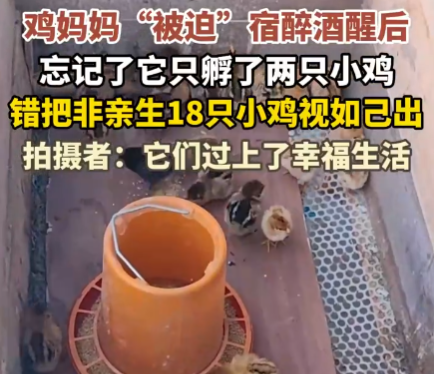 雞媽媽宿醉酒醒后錯把18只雞仔當娃 悉心照料