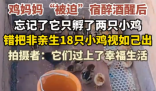 雞媽媽宿醉酒醒后錯把18只雞仔當娃 悉心照料