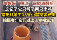 雞媽媽宿醉酒醒后錯把18只雞仔當娃 悉心照料