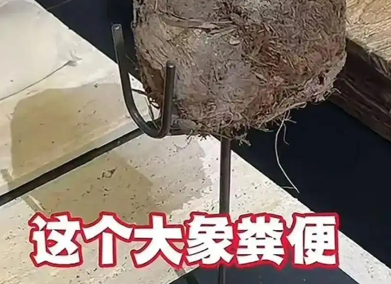 上海人均3888吃象糞甜品餐廳已停業 事件始末2025最新消息