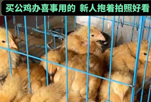 男子網購20只被閹公雞全下蛋了 實在太崩潰了